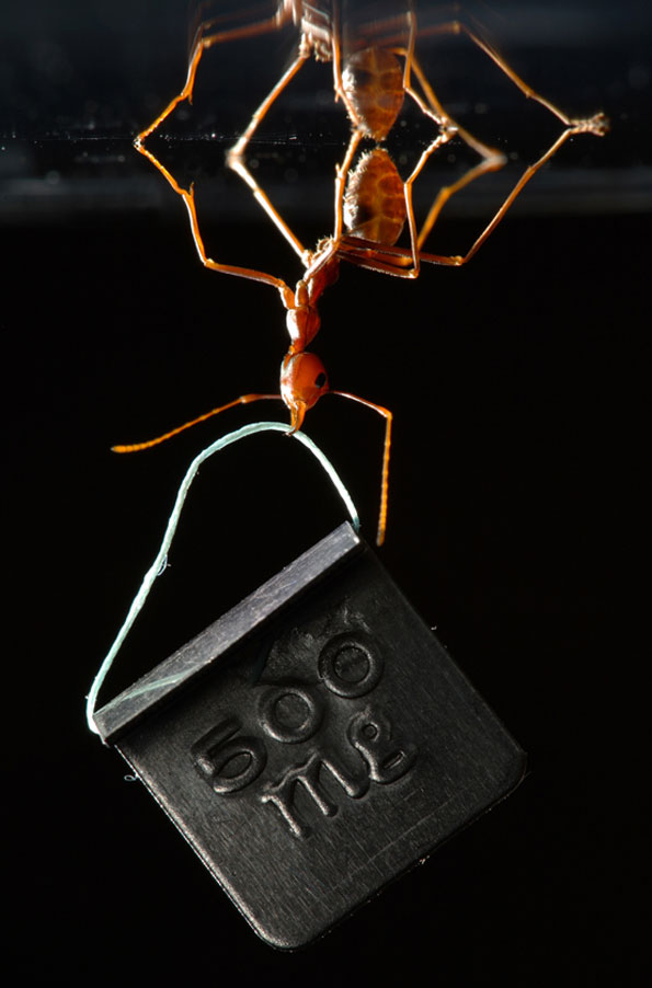 Formiga atômica - Foto de Thomas Endlein mostra a espécie 'Oecophylla smaragdina', que carrega mais de 100 vezes seu peso (crédito: Thomas Endlein)