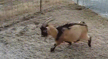 guia-da-alma-numerologia-outubro-carneiro-lideranca-renovacao-GIF-