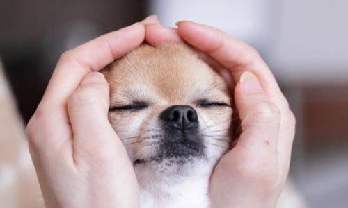 MTVSS em animais: foto com cachorro