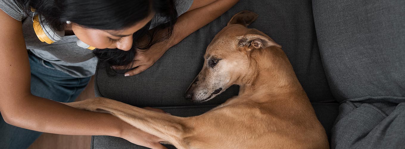 terapia para animais